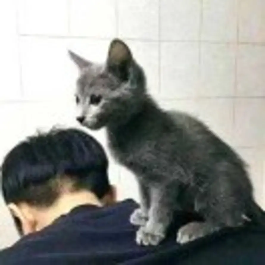 旭的头像