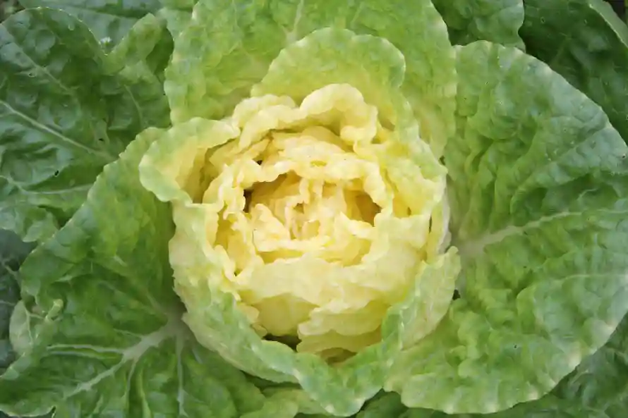 5k植物壁纸-绿色 - -热门的壁纸「哲风壁纸」