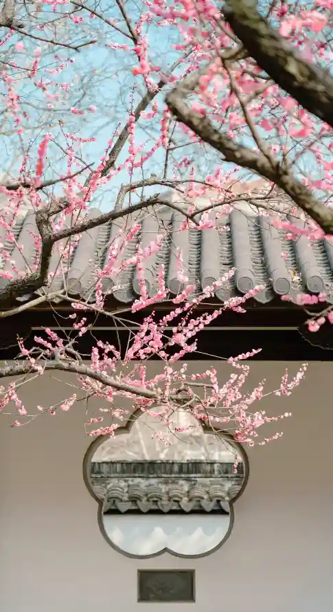 最喜欢的图像