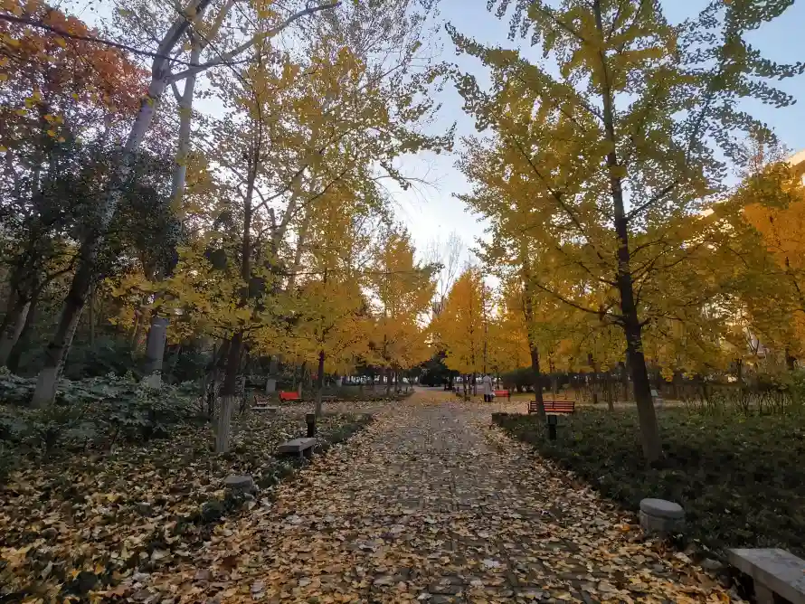 4k风景壁纸 - 秋 - 电脑壁纸 - wallpaper「哲风壁纸」