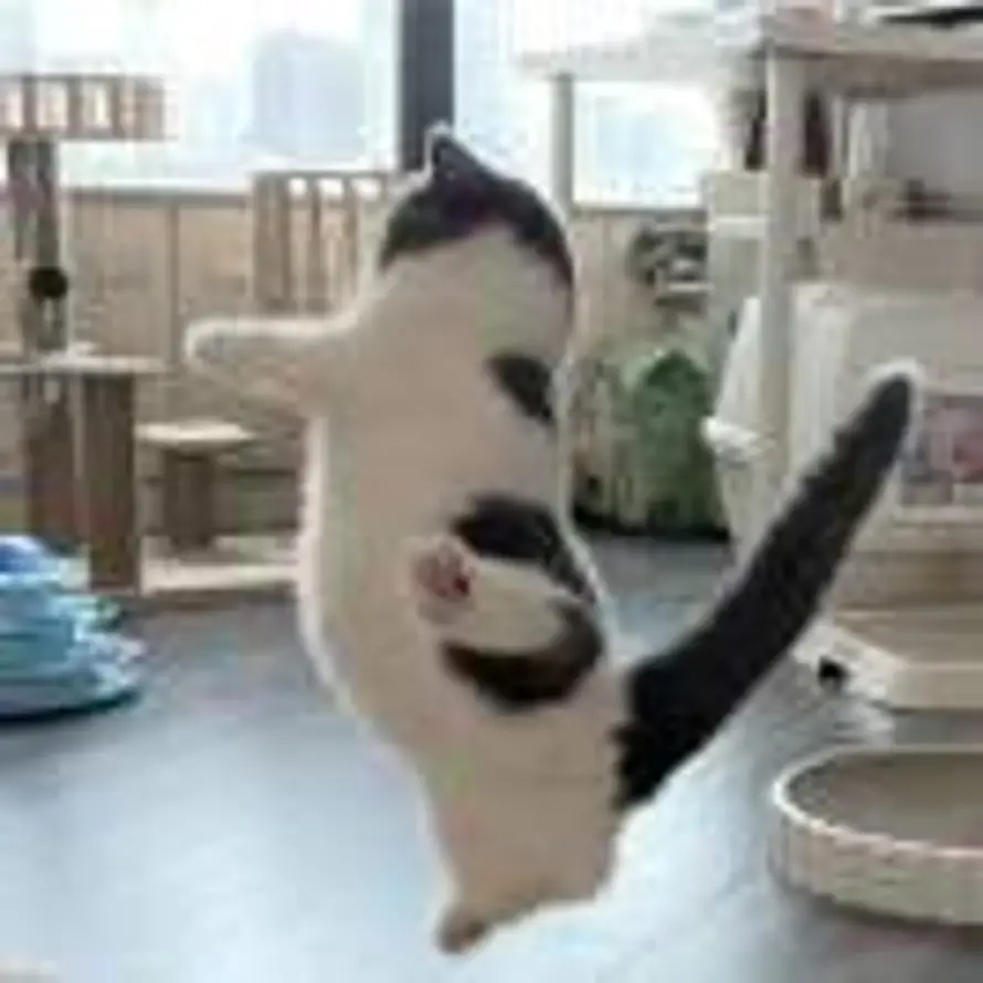 WZ的头像