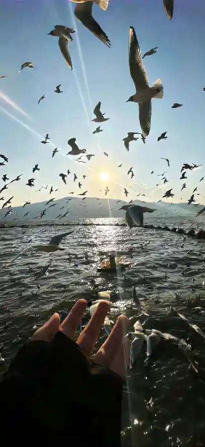 4k海边壁纸 - 海鸥 - 自然 - 风景「哲风壁纸」