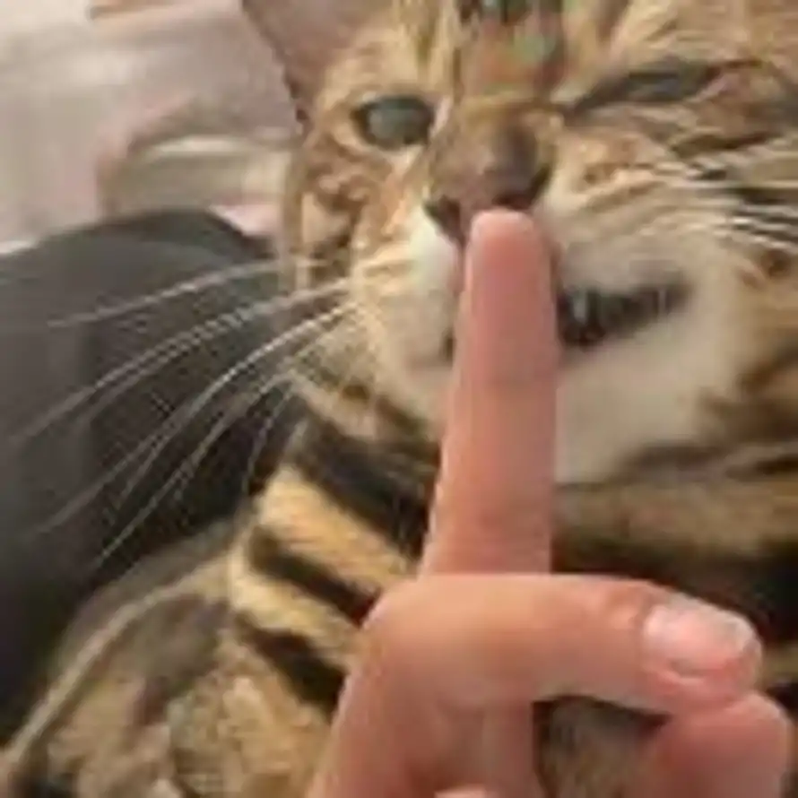 铖的头像