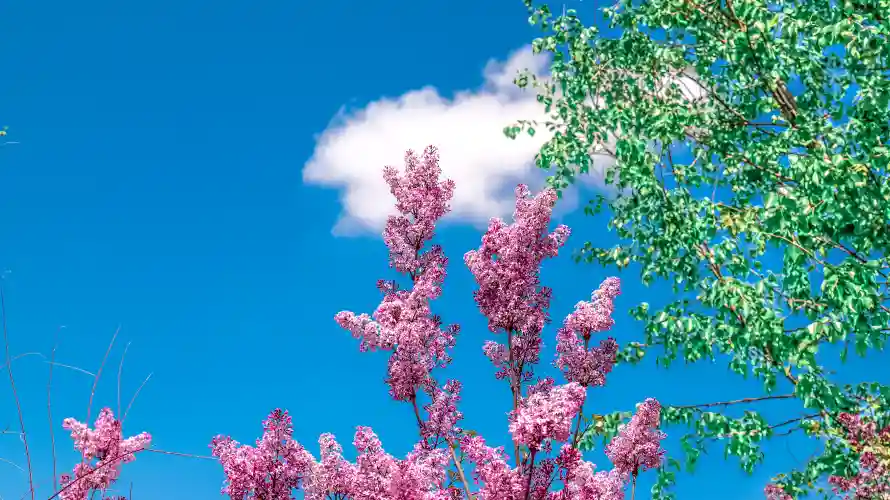 4k天空壁纸 - 花 - 春天 - wallpaper「哲风壁纸」