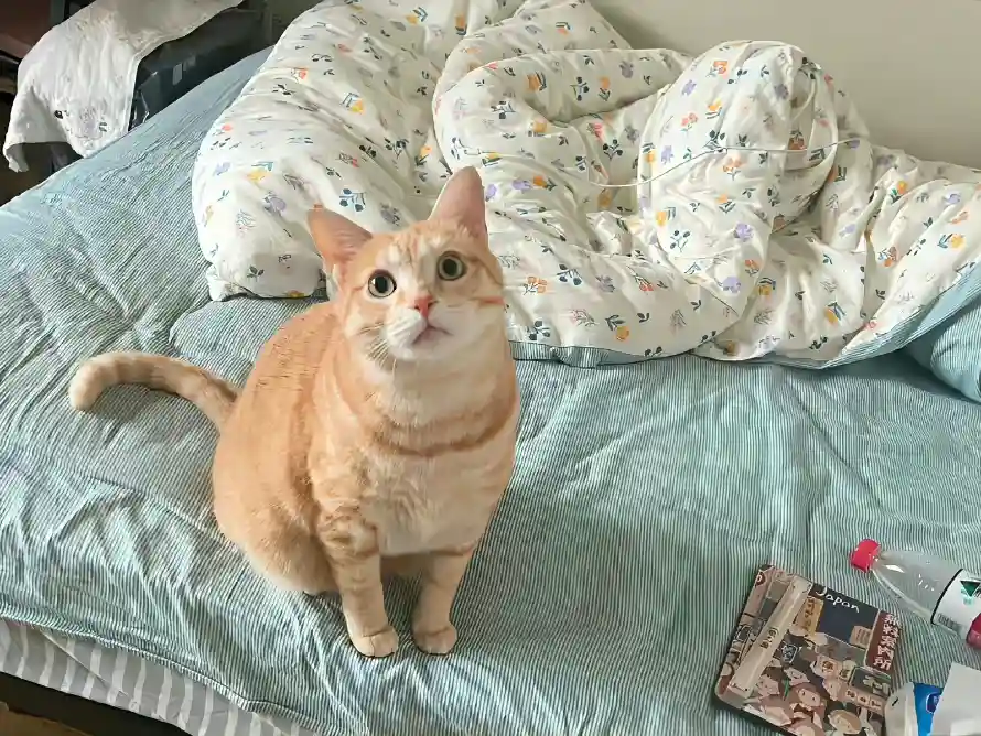 2k可爱壁纸-ins风格 - 猫咪-免费下载「哲风壁纸」