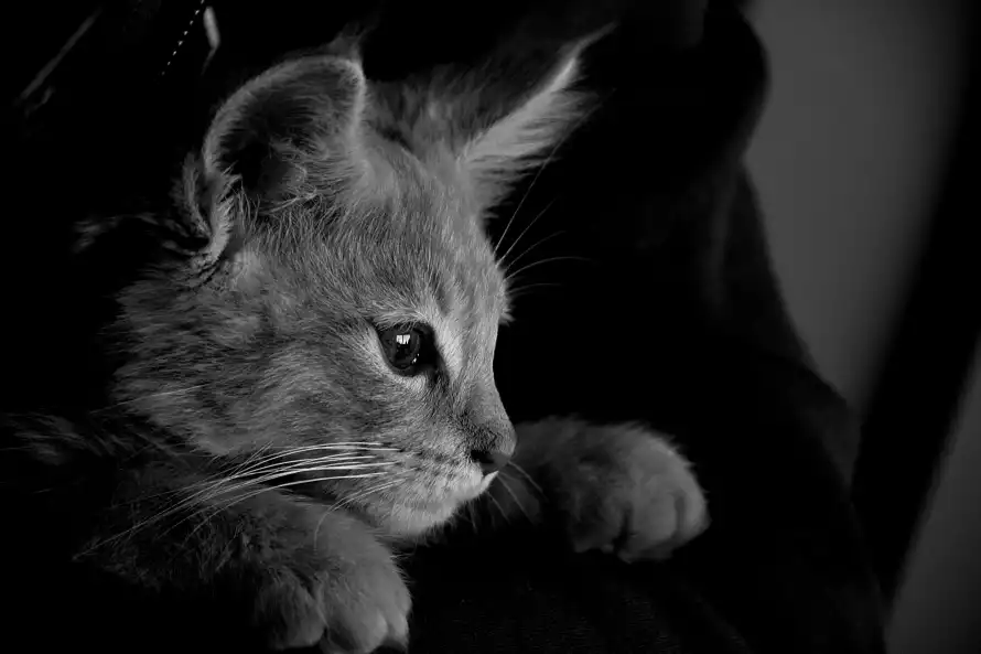 6k可爱壁纸-猫 - -壁纸推荐「哲风壁纸」