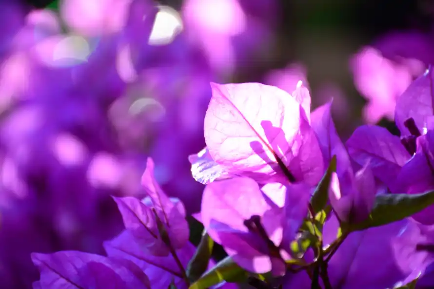 4k三角梅壁纸 - 花 - 电脑壁纸 - wallpaper「哲风壁纸」 4k三角梅壁纸 - 花 - 电脑壁纸 - wallpaper「哲风壁纸」