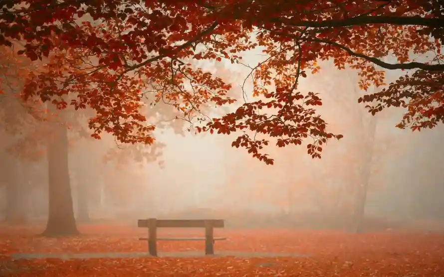 4k落叶壁纸 - 风景 - 电脑壁纸 - wallpaper「哲风壁纸」 4k落叶壁纸 - 风景 - 电脑壁纸 - wallpaper「哲风壁纸」