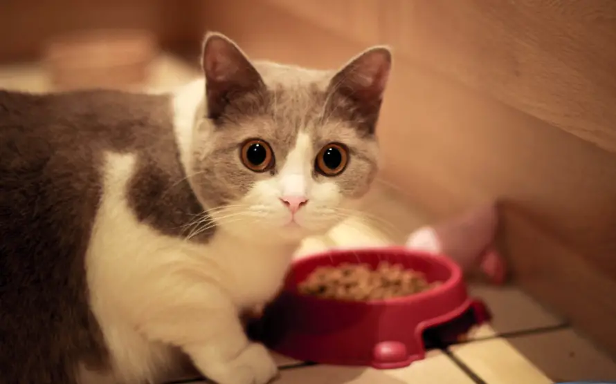 3k动物壁纸-猫 - -热门的壁纸「哲风壁纸」