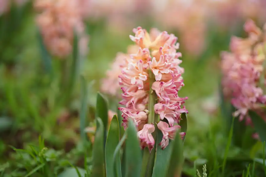 4k植物壁纸 - 花 - 风信子 - 粉色花朵「哲风壁纸」