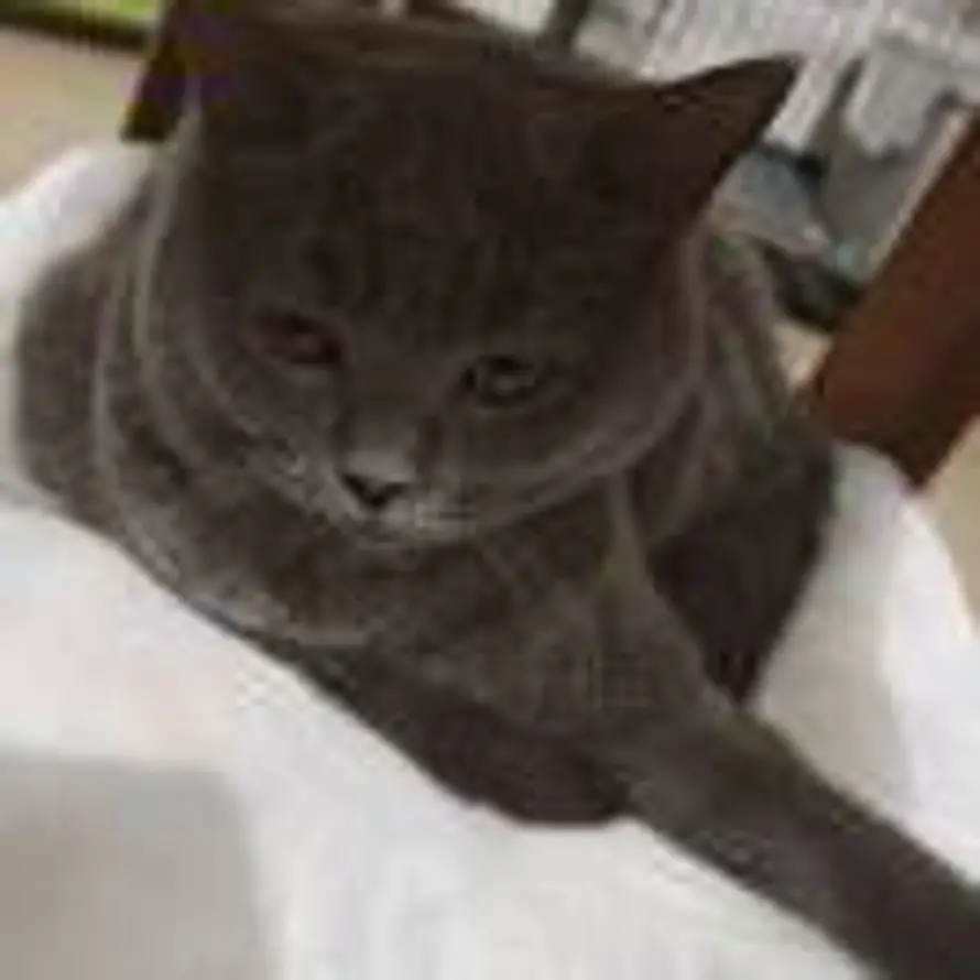猫猫头的头像