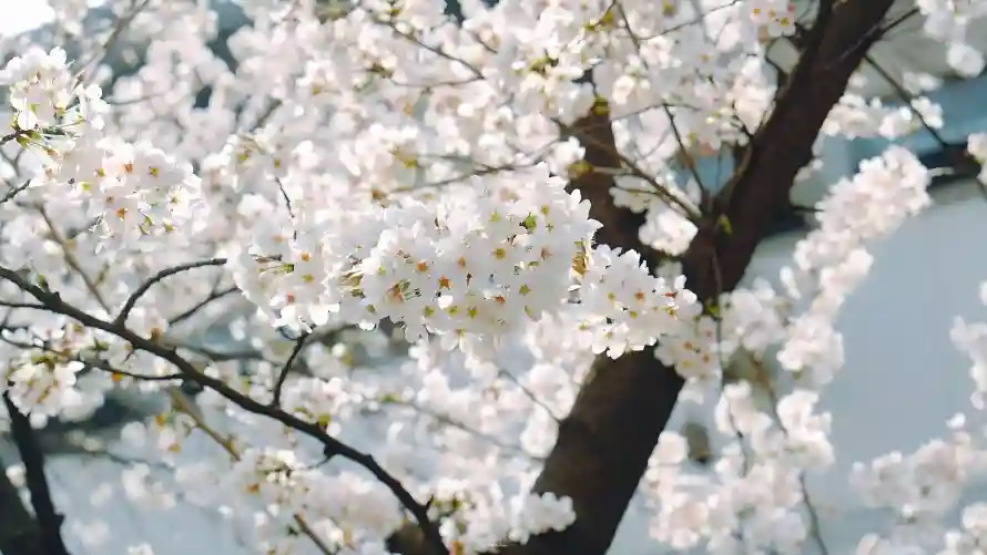 4k春日壁纸 - 桃花 - 满枝 - 烂漫「哲风壁纸」 4k春日壁纸 - 桃花 - 满枝 - 烂漫「哲风壁纸」