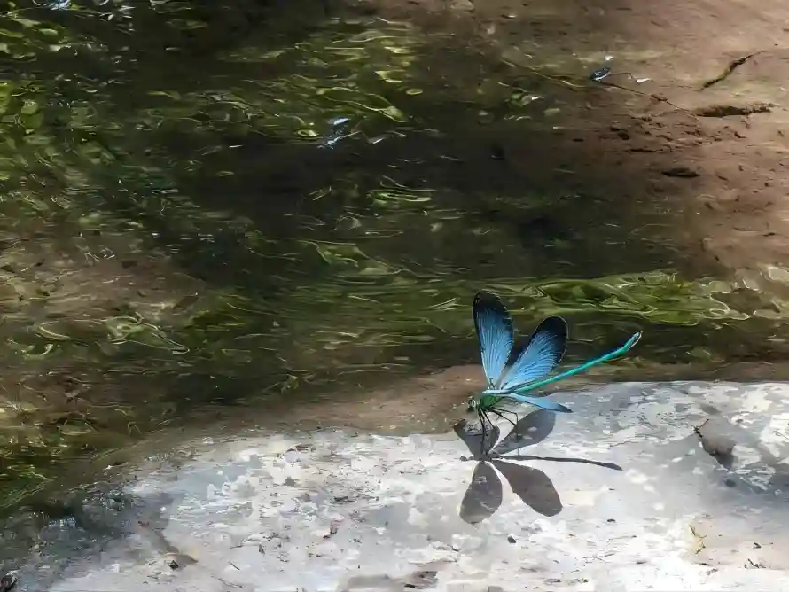 4k春天壁纸 - 水景 - 自然 - 蜻蜓「哲风壁纸」 4k春天壁纸 - 水景 - 自然 - 蜻蜓「哲风壁纸」