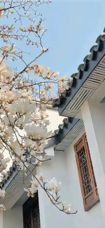 最喜欢的图像