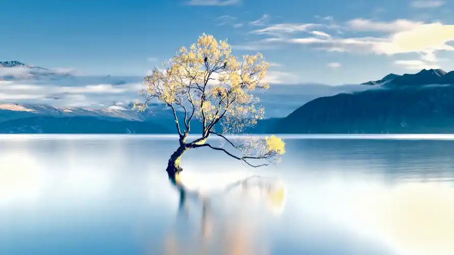 4k孤树壁纸-背景 - 湖景-免费下载「哲风壁纸」