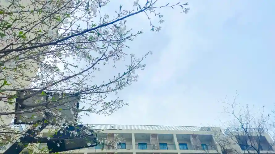 4k天空壁纸 - 花 - 建筑 - 春日「哲风壁纸」