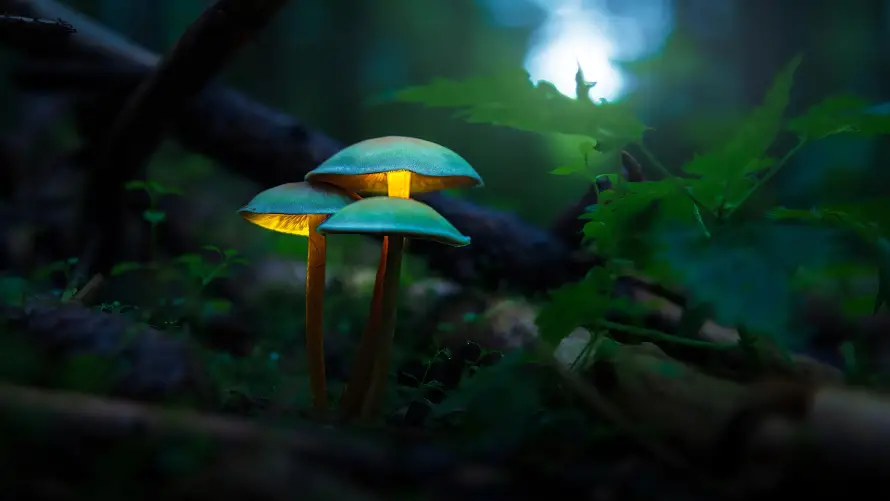 4k壁纸壁纸-发光蘑菇与梦幻-奇幻森林壁纸推荐「哲风壁纸」