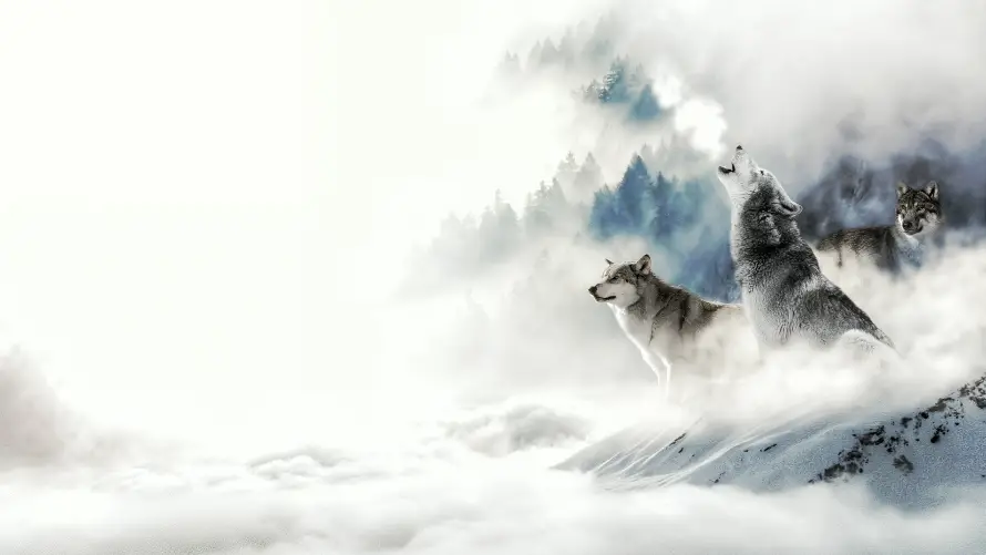 4k动物壁纸-野生动物 - 雪山-壁纸推荐「哲风壁纸」