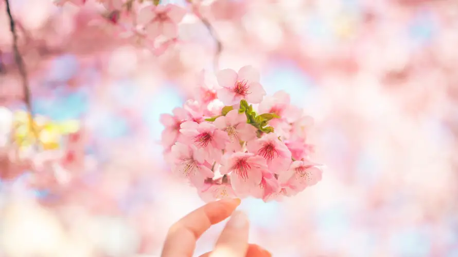4k春日壁纸 - 樱花 - 浪漫 - 花卉「哲风壁纸」
