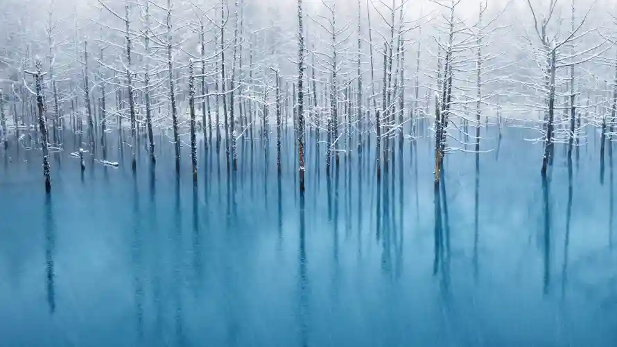 5k森林壁纸-梦幻森林和蓝色-森林风景热门的壁纸「哲风壁纸」