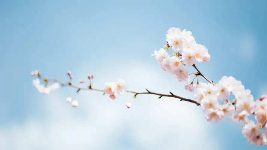 4k春日壁纸 - 花 - 樱花 - 蓝天「哲风壁纸」