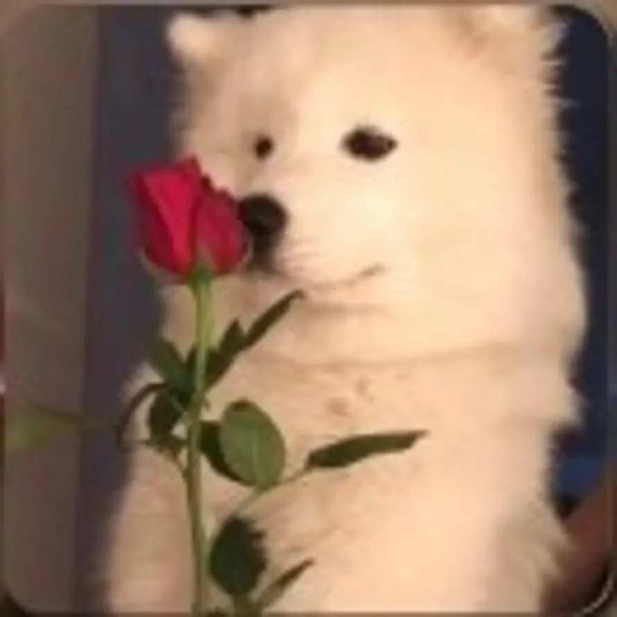 维尼熊的头像