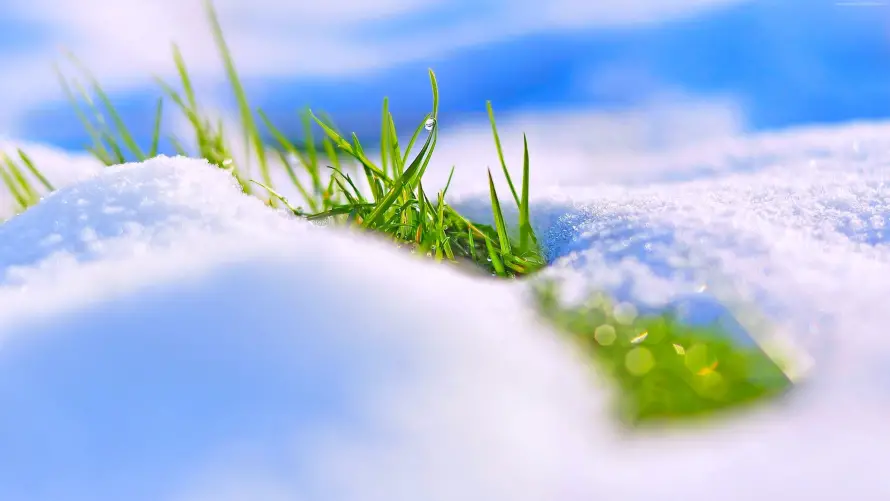 4k下雪壁纸-雪覆草与冬天-壁纸推荐「哲风壁纸」