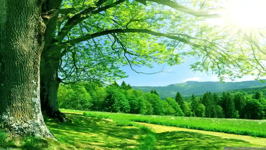 4k夏天壁纸 - 绿树 - 美景 - 自然「哲风壁纸」