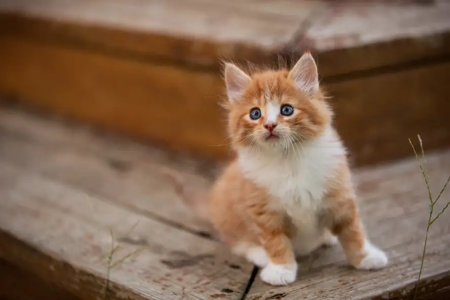 4k可爱壁纸 - 猫 - 小猫 - 萌猫「哲风壁纸」 4k可爱壁纸 - 猫 - 小猫 - 萌猫「哲风壁纸」