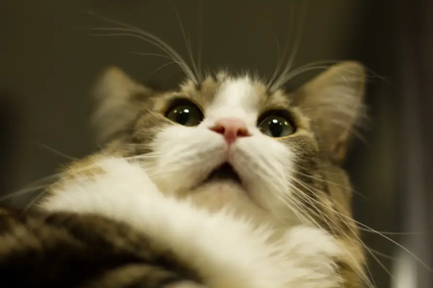 5k惊讶壁纸-可爱猫咪 - 猫猫-热门的壁纸「哲风壁纸」
