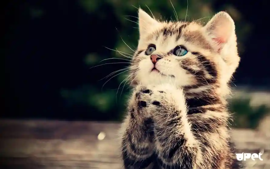 4k可爱壁纸-乖巧猫咪和猫-可爱小猫壁纸推荐「哲风壁纸」