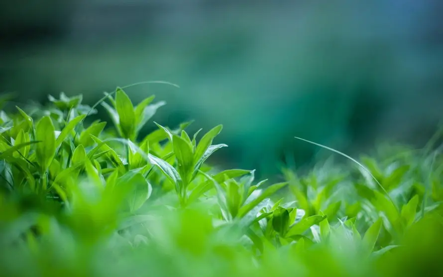4k护眼壁纸 - 植物 - 护眼绿植 - 植物背景「哲风壁纸」