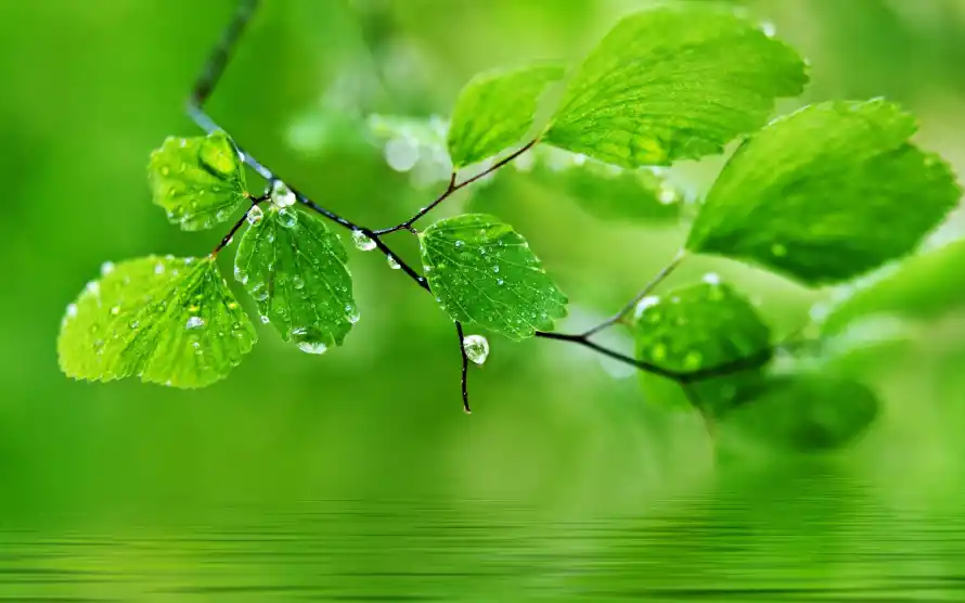 2k护眼壁纸-绿色植物 - 清新-热门的壁纸「哲风壁纸」