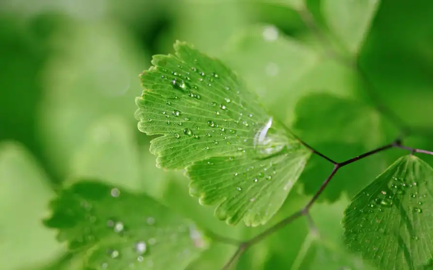 4k护眼壁纸 - 植物 - 水珠 - 清新「哲风壁纸」