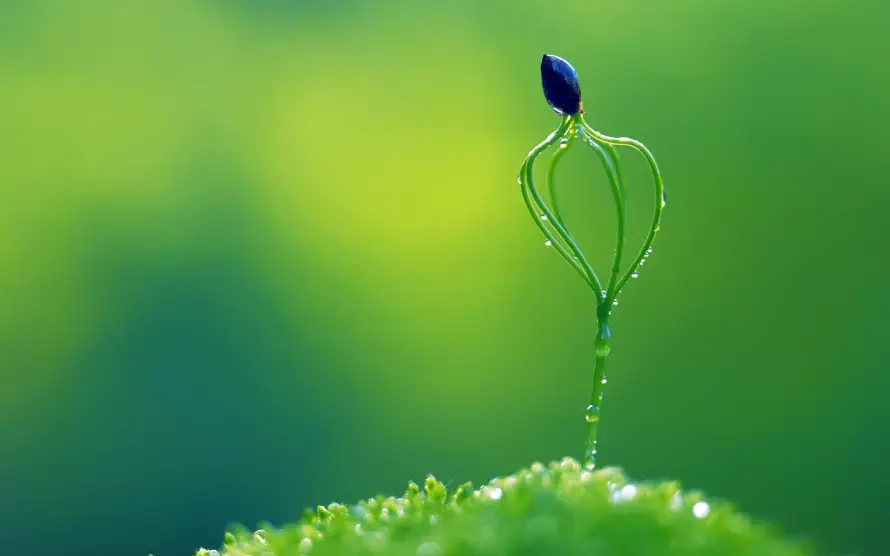 4k护眼壁纸 - 植物 - 护眼图片 - 清新植物「哲风壁纸」