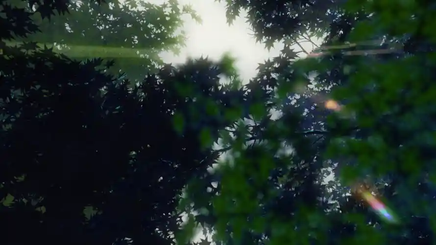 4k光影壁纸 - 树林 - 自然 - 阳光「哲风壁纸」