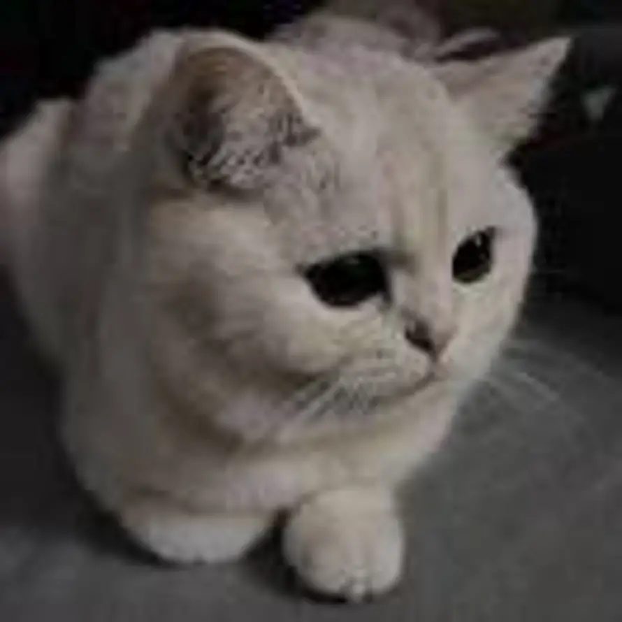Ray的头像