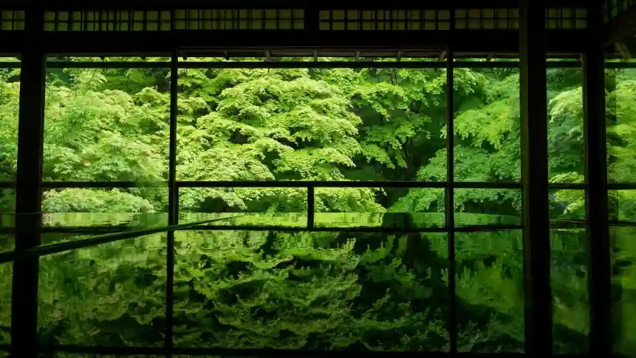 2k绿色壁纸-森林水景与艺术-植物倒影免费下载「哲风壁纸」