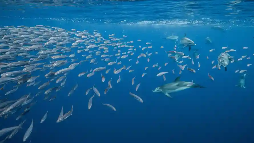 4k海洋壁纸-水下世界壁纸和风景-海洋生态免费下载「哲风壁纸」