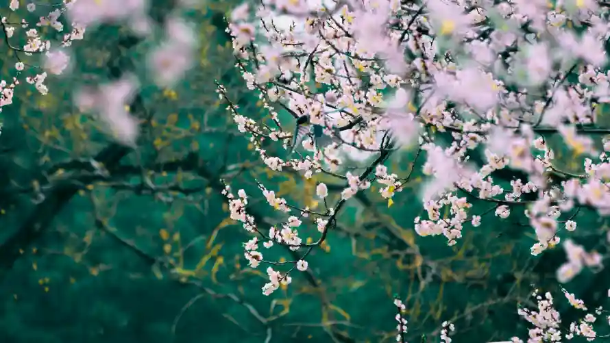 4k梅花壁纸 - 粉梅 - 绿枝 - 腊梅「哲风壁纸」 4k梅花壁纸 - 粉梅 - 绿枝 - 腊梅「哲风壁纸」