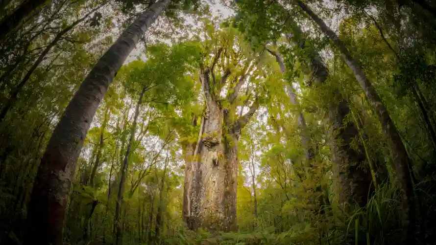 4k自然壁纸-树木丛林与风景-森林景观壁纸分享「哲风壁纸」