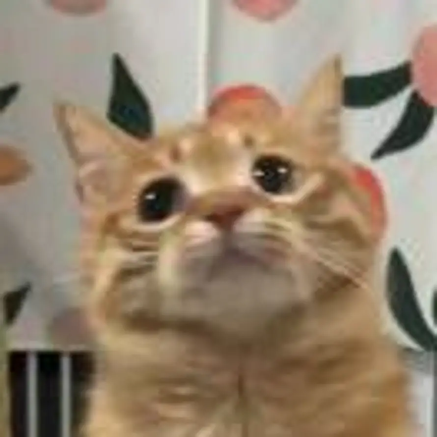 ʕÖʕÖʔ的头像