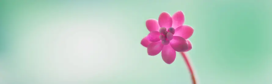 4k粉花壁纸 - 紫花 - 花朵 - 绿背景「哲风壁纸」 4k粉花壁纸 - 紫花 - 花朵 - 绿背景「哲风壁纸」