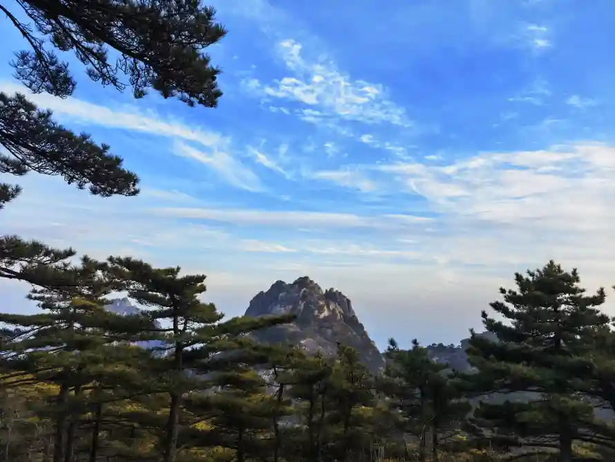 4k松树壁纸-自然美景与自然-黄山松树热门的壁纸「哲风壁纸」