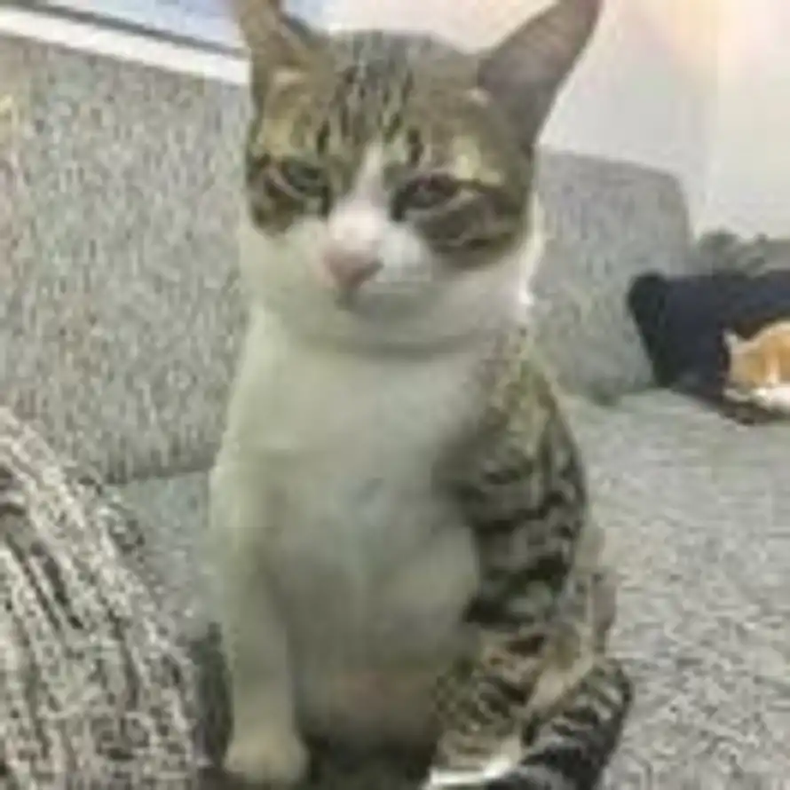 Hejiandong的头像