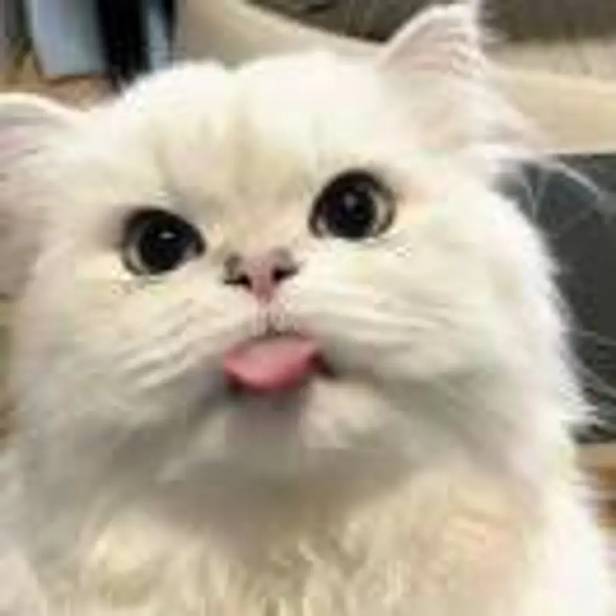 N的头像