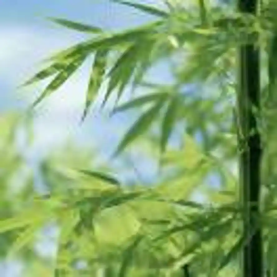 沧浪的用户头像 - 哲风壁纸