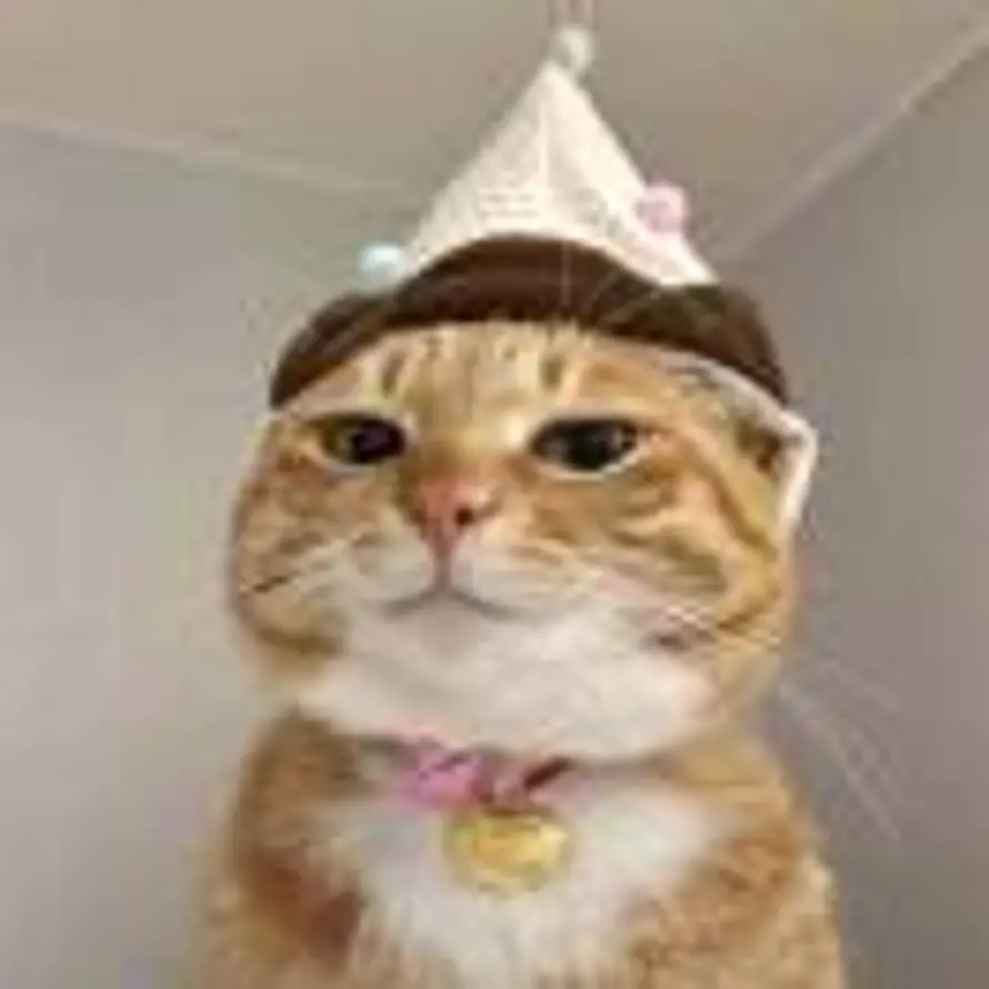 🐱的用户头像 - 哲风壁纸