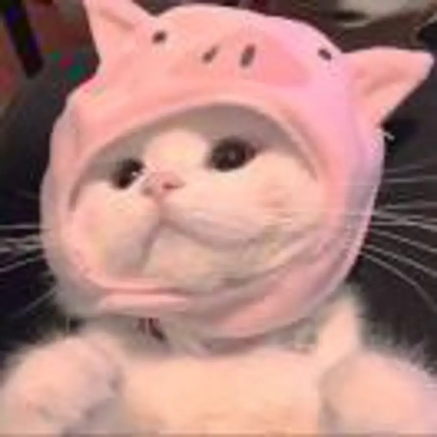 🐷的头像