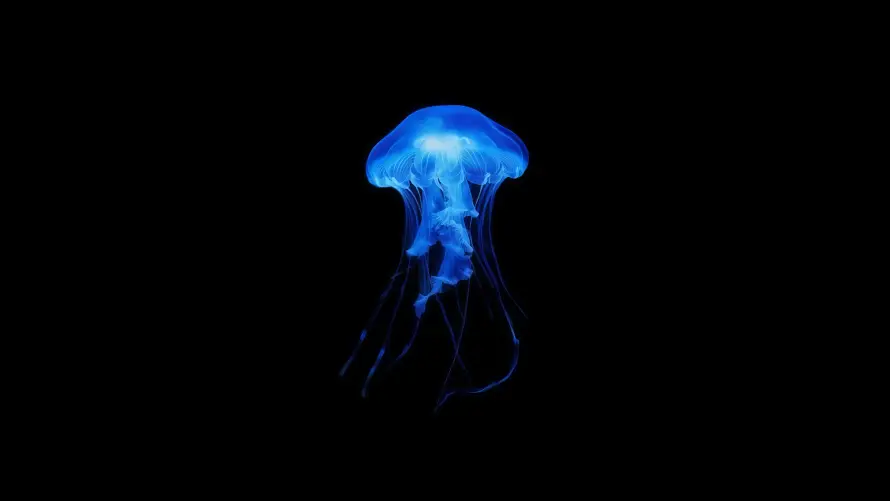 4k海底壁纸 - 荧光水母 - 蓝灯水母 - 蓝色发光「哲风壁纸」